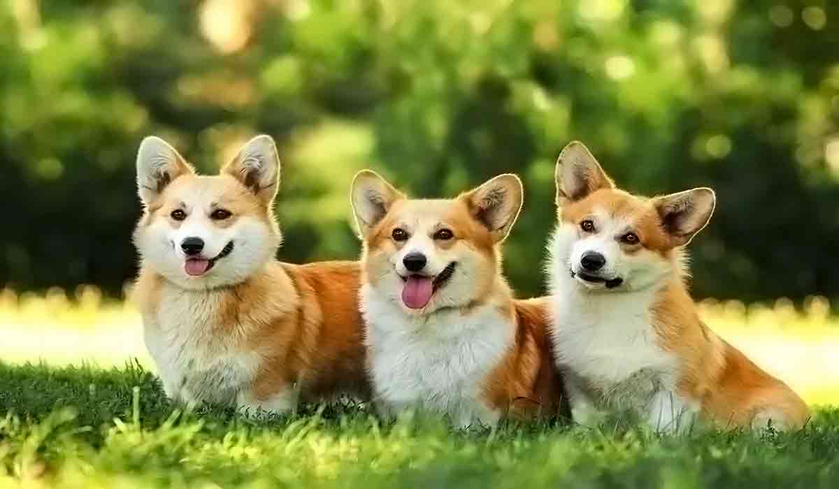 在线DDOS攻击平台