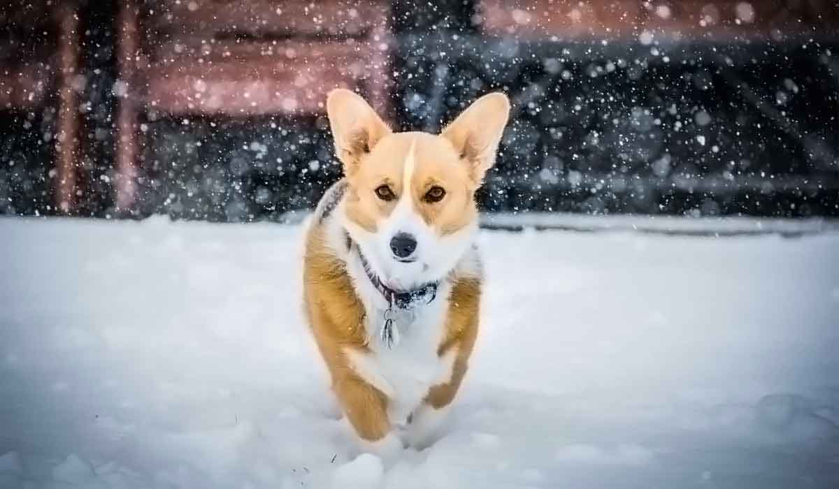 网站攻击工具手机版