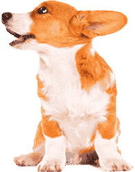 网站攻击工具手机版